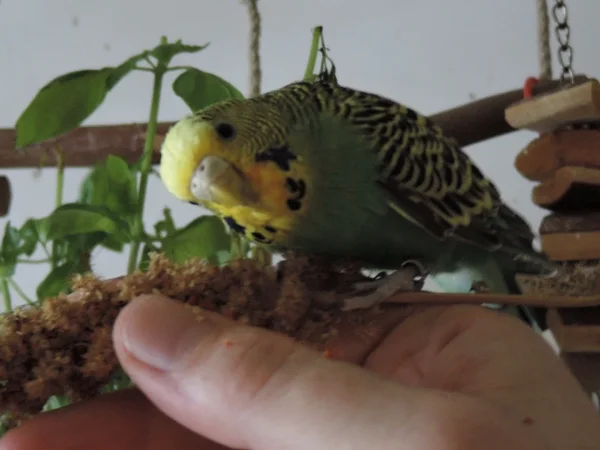Wellensittich-Bild: Uschi auf der Hirsehand