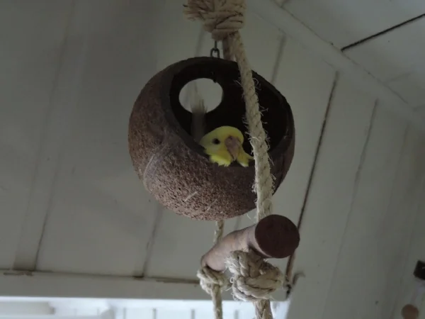 Wellensittich-Bild: Simone chillt in der Kokosnussschale