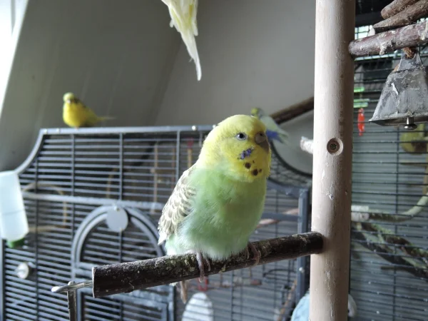 Wellensittich-Bild: Mach`s gut meine Liebe!