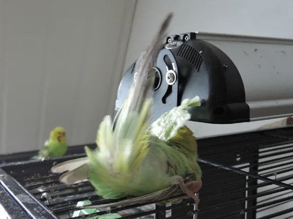 Wellensittich-Bild: Karin an Salat....