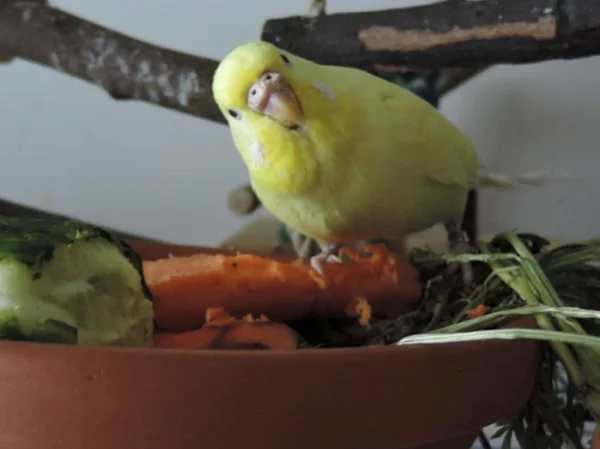 Wellensittich-Bild: Am Salatbuffet