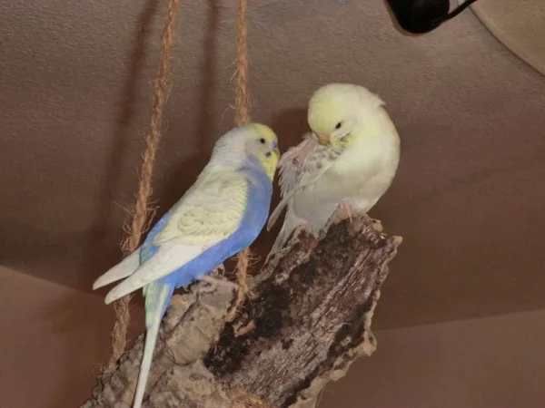 Wellensittich-Bild: Lenny mit Eule an Kork