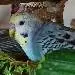 Kurt