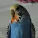 Birgit