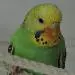 Walli