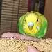 Gerda