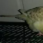 Die dicke Eule