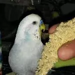 Rolf mit KoHi