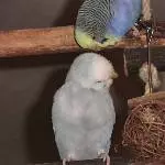 Jupp und Rolf