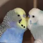 Jupp und Rolf 2