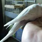 Fredi auf der Hand