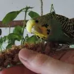Uschi guckt keck