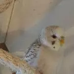 Süße Gisela