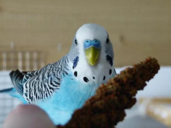 Wellensittich-Bild: Hirse geht einfach immer bei Rocky. Es ist das größte Geschenk, was man ihm machen kann.