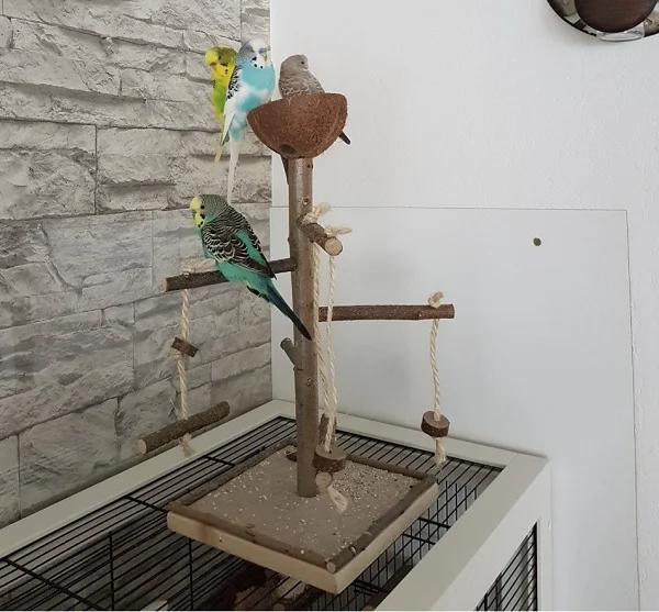 Wellensittich-Bild: von oben links angefangen
Iffi, Flip, Kessy, Alex