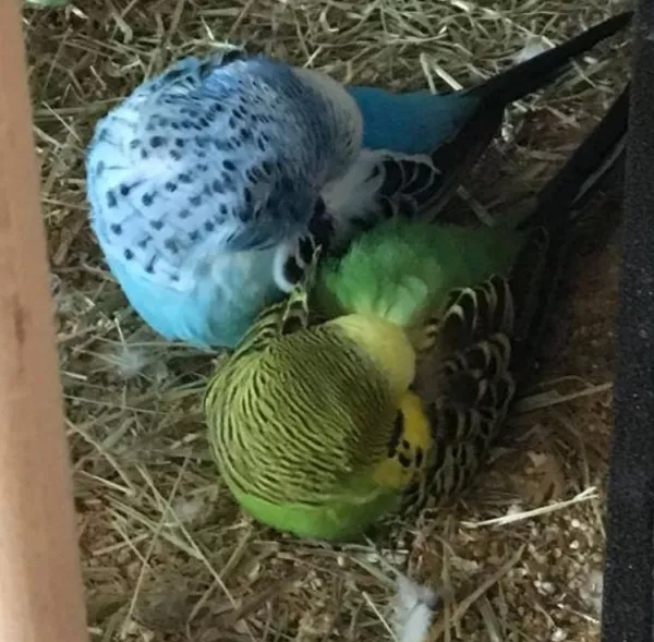 Wellensittich-Bild: Der (blaue) Sam lässt sein innig geliebten alten Ricky auch im Heu Nest beim Schlafen nicht allein. Niemals alleine :-)