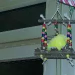 Kleine Polly ist am Träumen