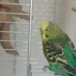 Stanley 