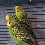 Krishi flirtet Preity an