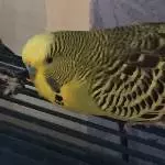 Babu beim Schlafen gestört