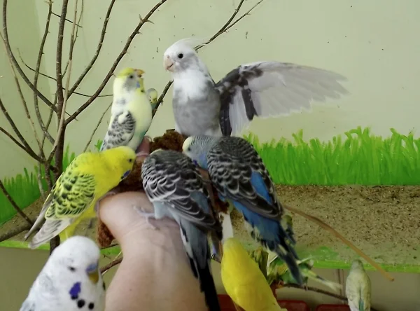 Wellensittich-Bild: fressen die anderen alleine  :)