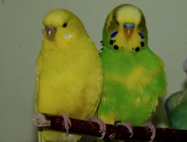 Wellensittich-Bild: Die beiden sind fest verpaart und bleiben sich treu 