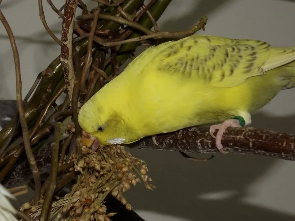 Wellensittich-Bild: Die kleine Bobba  genießt ihre Hirse
