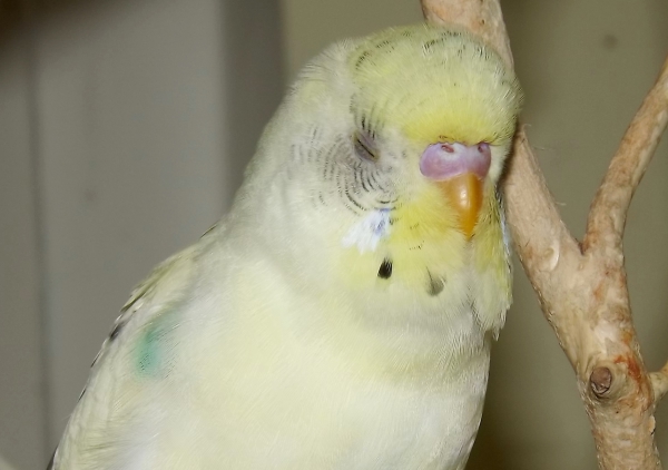 PHPSESSID