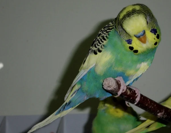 Wellensittich-Bild: Australische Schecke Dunkelblau GG 
Ein echter Hingucker und sehr lieb 