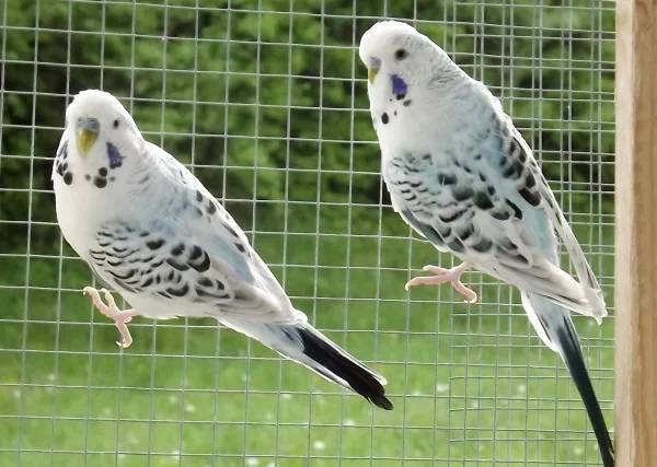 Wellensittich-Bild: Texas Clearbodys Blau und violett .
Da die beiden Brüder kaum zu unterscheiden sind , hören beide auf Marc  :)