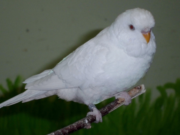 Coco