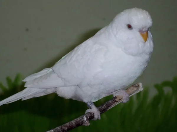 Wellensittich-Bild: Mein Coco 