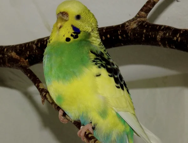 Wellensittich-Bild: Australische Schecke Dunkelblau GG