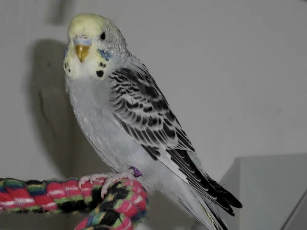 Wellensittich-Bild:  Die kleine Graufreud gleicht ihrem Papa  Rocky , wie ein Ei dem anderen 