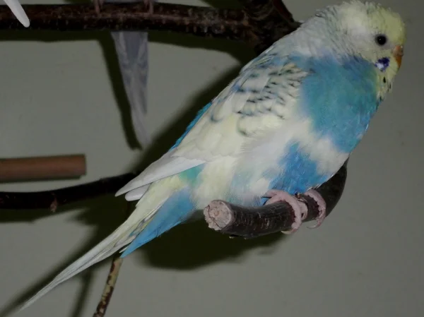 Wellensittich-Bild: Australische Schecke Spangle Dunkelblau GG