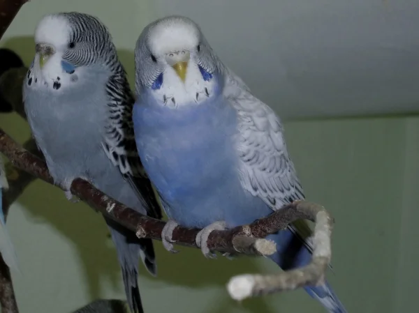Wellensittich-Bild: Dingsda : Normal Grau  und Obelix : Spangle Dunkelblau Violett