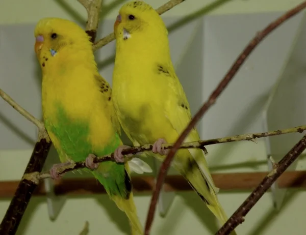 Wellensittich-Bild: Franz ( links ) und Paulchen ( rechts )