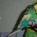 Odenwelli Debussy