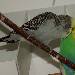 Odenwellis Rocky und Picasso