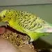 Hummel