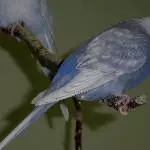Odenwelli Lila