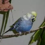 Odenwelli  Vegas