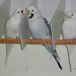 Odenwellis Mowgli , Cloudy , Dusty und Wookiee