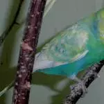 Odenwelli Smoodo 