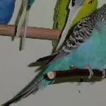 Odenwelli Kennedy