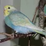 Odenwelli Michel