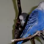 Odenwelli Gonzo 