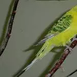 Odenwelli Shir Khan 