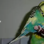 Odenwelli Debussy