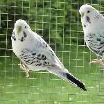 Odenwellis Marc und Marc